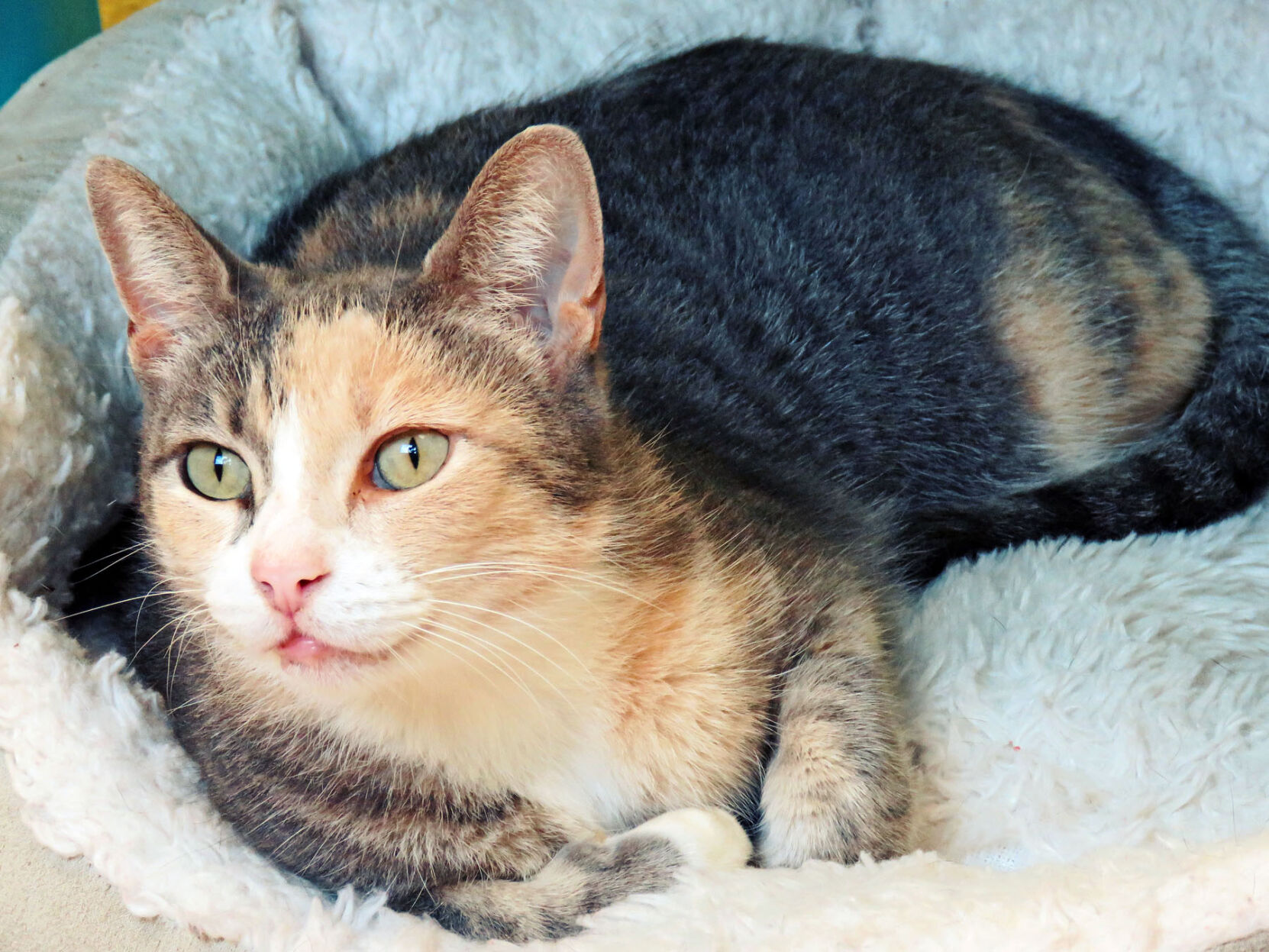 PHOTO: Pet of the Week